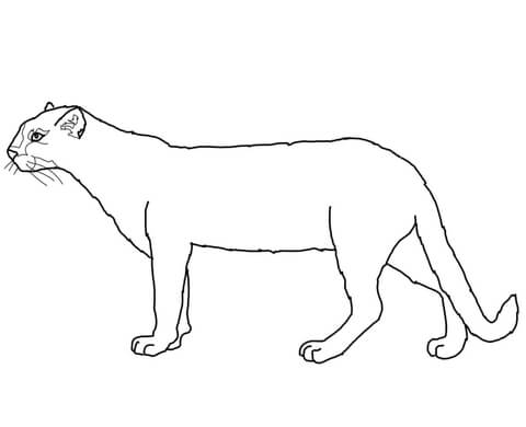 Jaguarundi Coloring Page