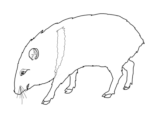 Javelina Coloring Page