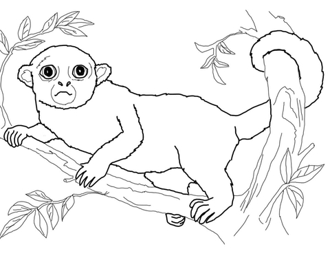 Kinkajou Coloring Page