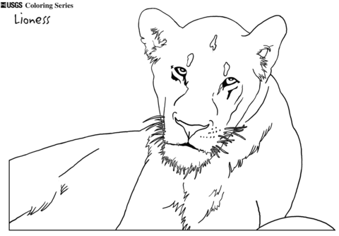 Lioness Coloring Page