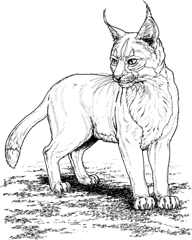 Lynx Coloring Page