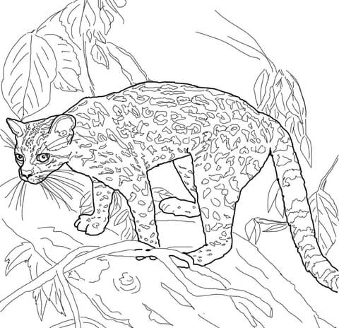 Margay Coloring Page