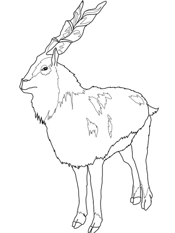 Markhor Coloring Page