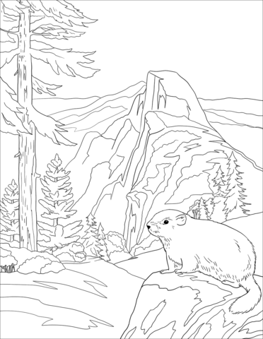 Marmot Coloring Page