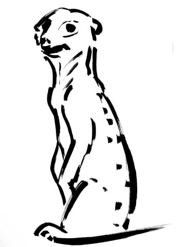 Meerkat Coloring Page