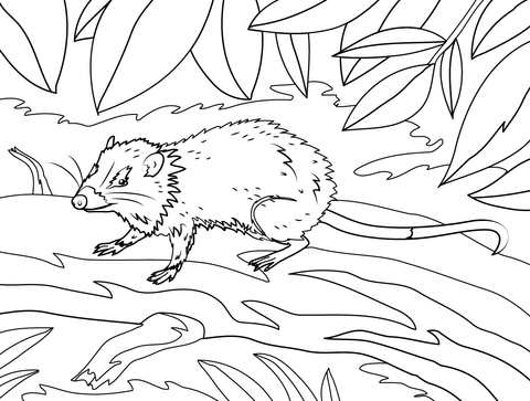 Moonrat Coloring Page