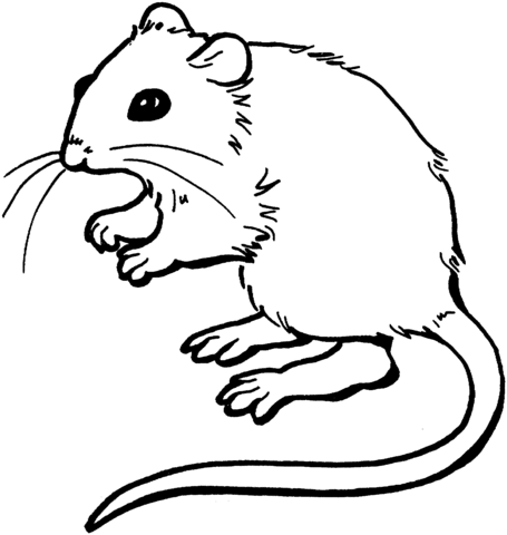 Mouse Coloring Page