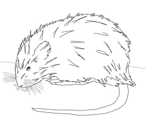 Muskrat Coloring Page