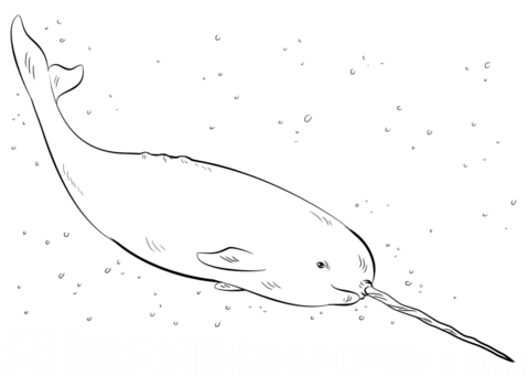 Narwhal Coloring Page