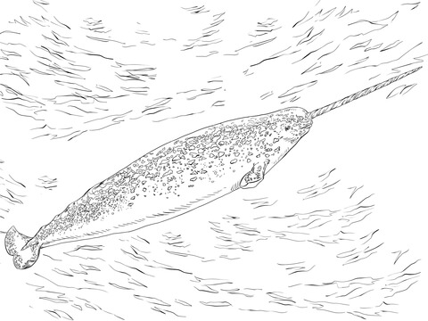 Narwhale Coloring Page