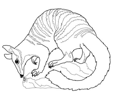 Numbat Coloring Page