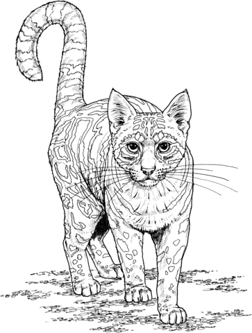 Ocelot Coloring Page