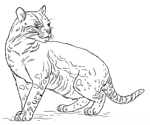 Ocelot Coloring Page