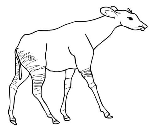 Okapi Coloring Page