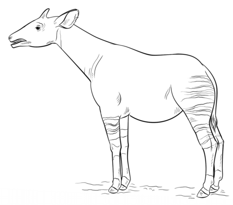 Okapi Coloring Page