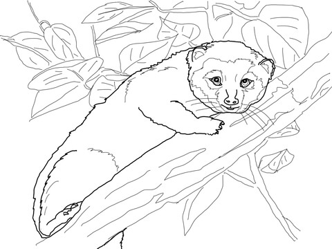 Olinguito Coloring Page