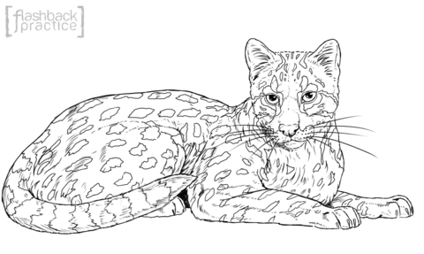 Oncilla Coloring Page