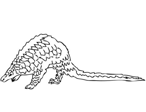 Pangolin Coloring Page