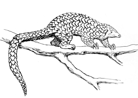 Pangolin Coloring Page