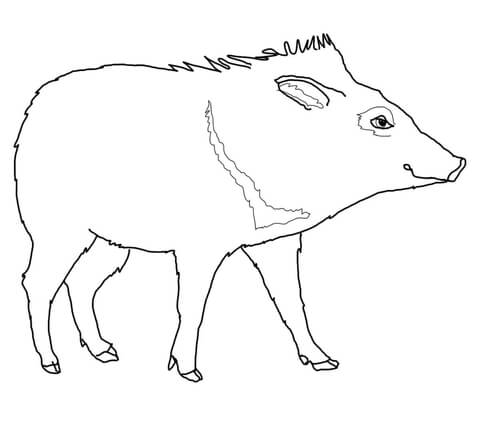 Peccary Coloring Page