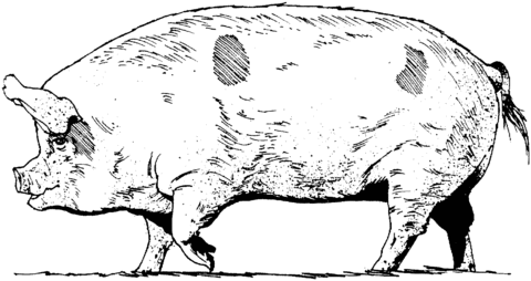 Pig Coloring Page