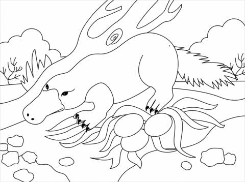 Platypus Coloring Page