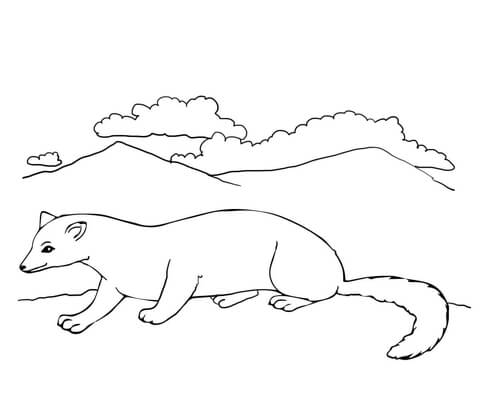 Polecat Coloring Page