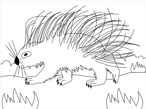 Porcupine Coloring Page