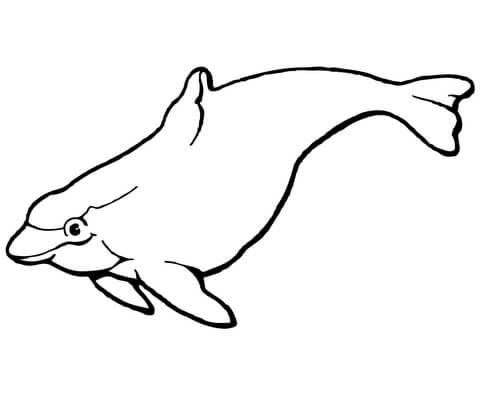 Porpoise Coloring Page