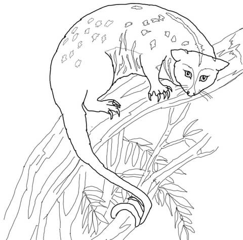 Possum Coloring Page