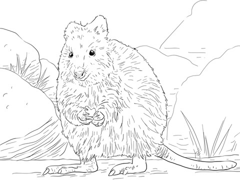 Quokka Coloring Page