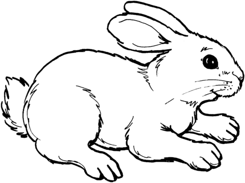 Rabbit Coloring Page