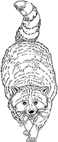 Racoon Coloring Page