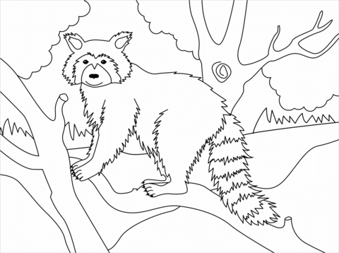 Racoon Coloring Page