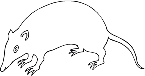 Rat Coloring Page