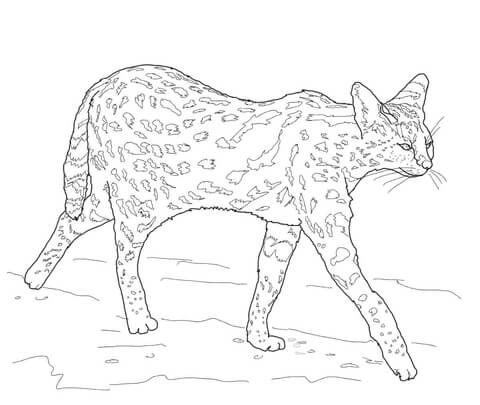 Serval Coloring Page