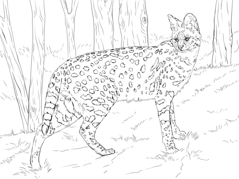 Serval Coloring Page