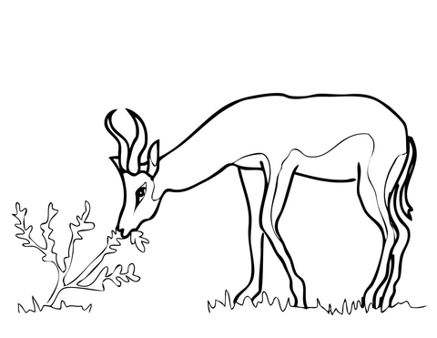 Springbok Coloring Page