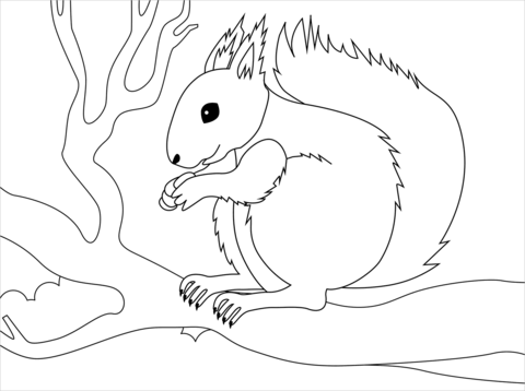 Squirell Coloring Page