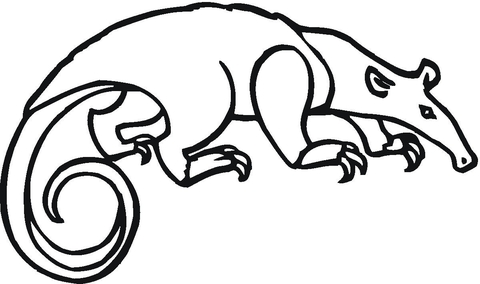 Tamandua Coloring Page