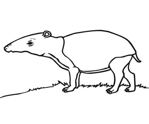 Tapir Coloring Page