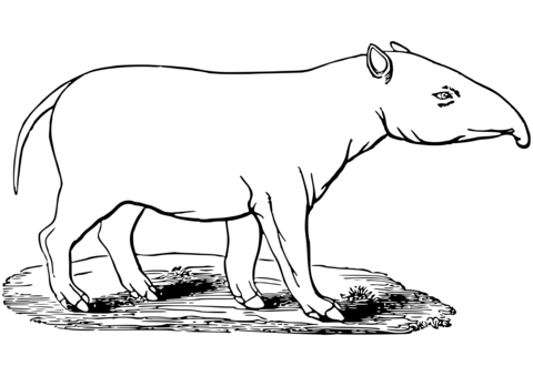 Tapir Coloring Page