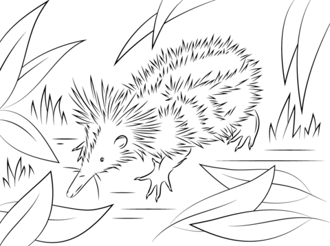 Tenrec Coloring Page