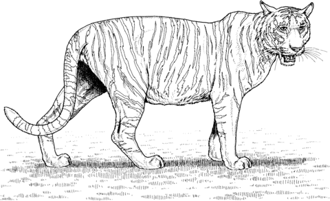 Tiger Coloring Page