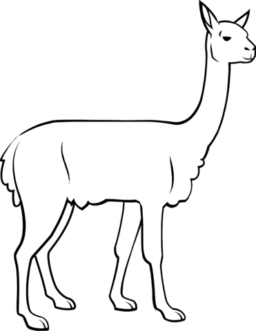 Vicuna Coloring Page