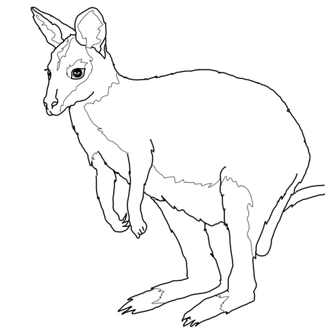 Wallaby Coloring Page