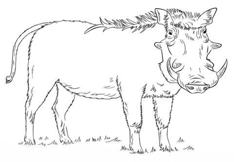 Warthog Coloring Page