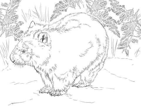 Wombat Coloring Page