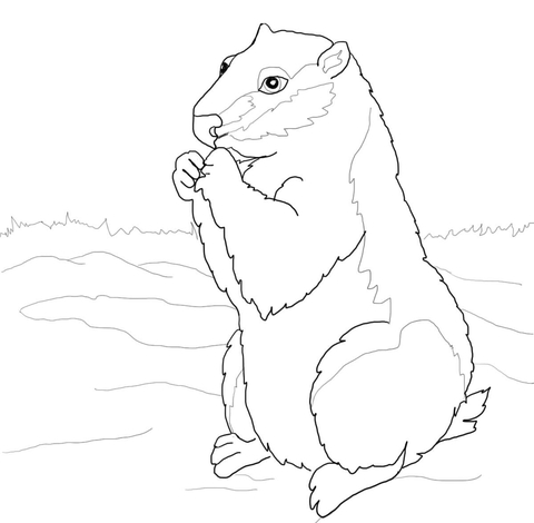 Woodchuck Coloring Page