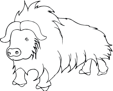 Yak Coloring Page